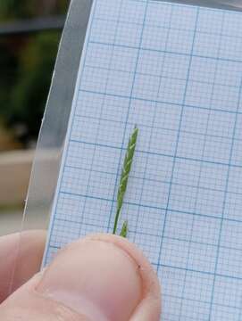 Image of Small Sweet-grass