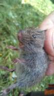 Image of Common Pine Vole