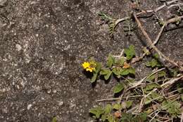 Image of Lantana reptans Hayek