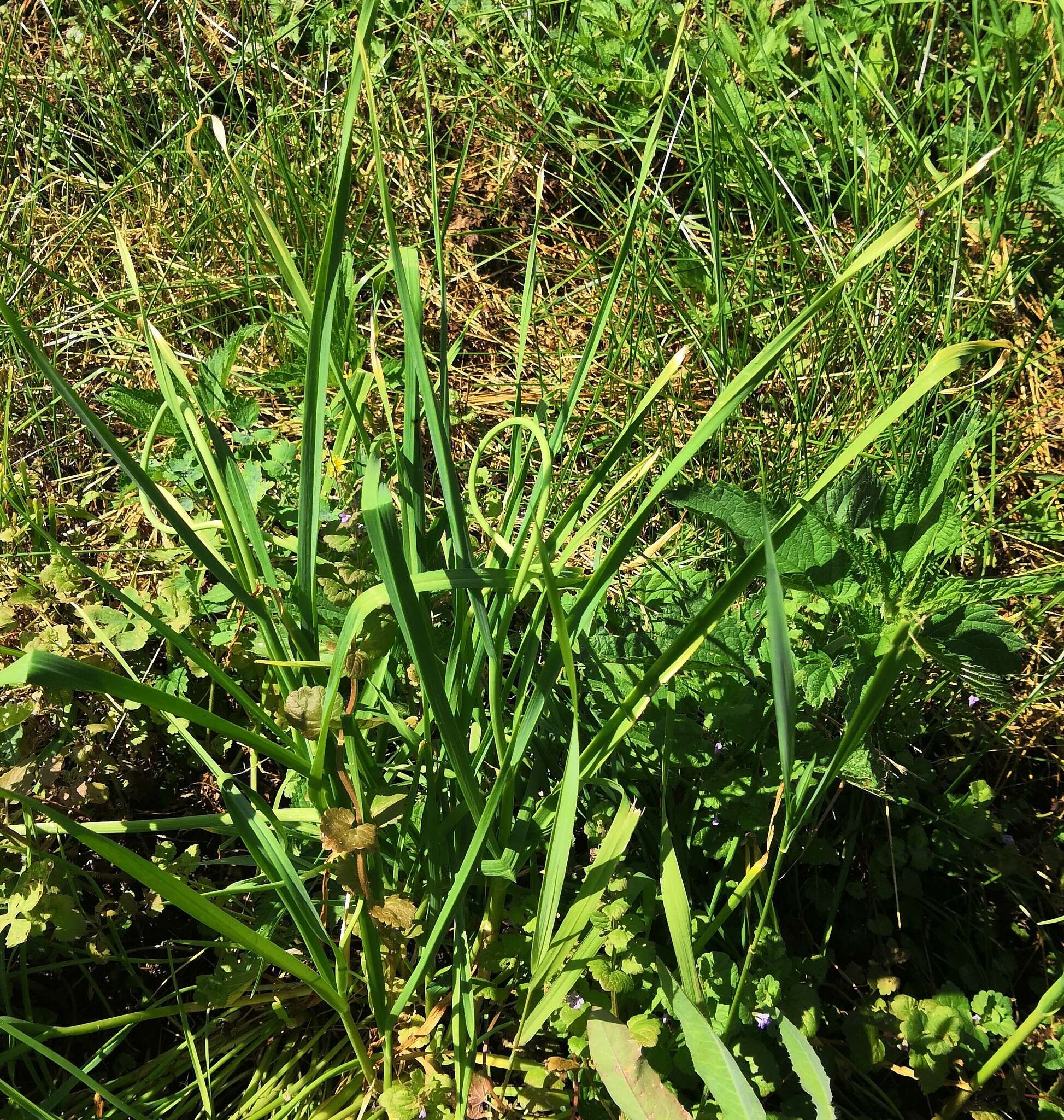 Image of cultivated garlic