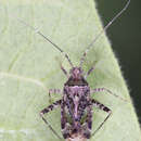 Phytocoris eximius Reuter 1876 resmi