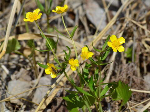 Image of Ranunculus monophyllus Ovcz.