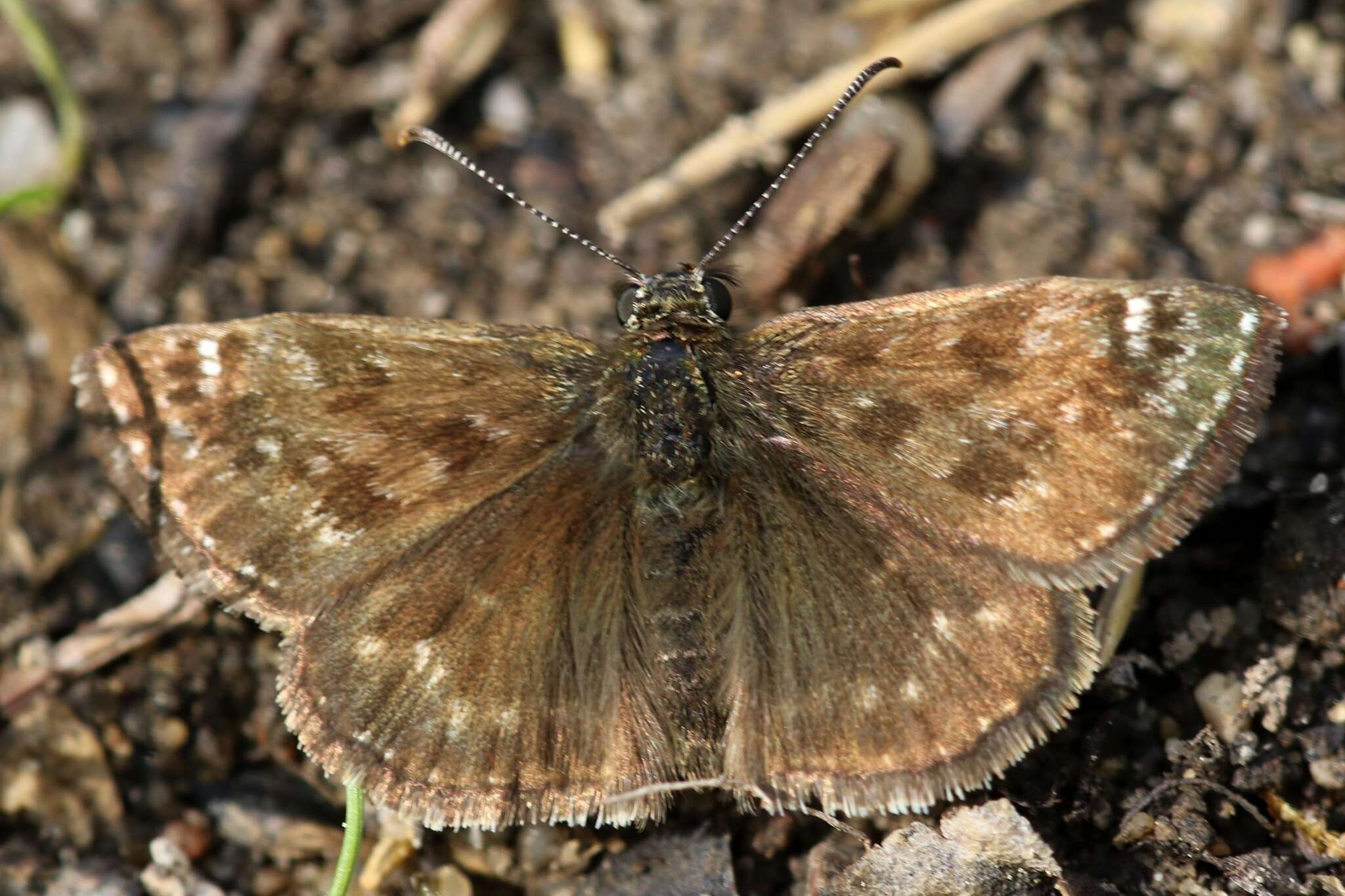 Image of dingy skipper