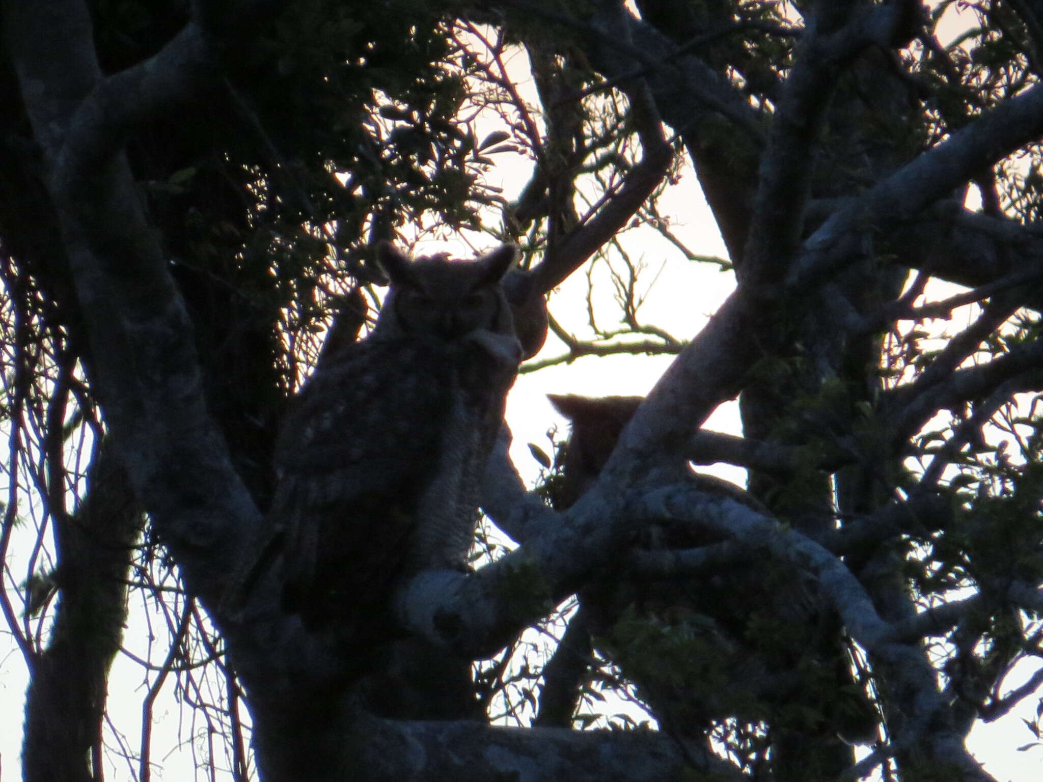 Image of South American Great Horned Owl