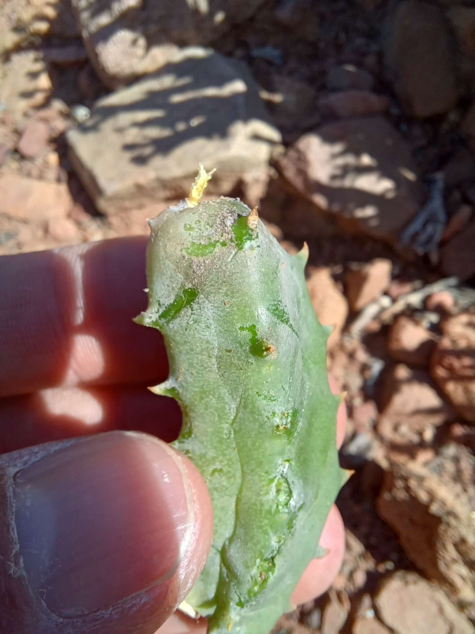 Image de Ceropegia tulipiflora (C. A. Lückh.) Bruyns