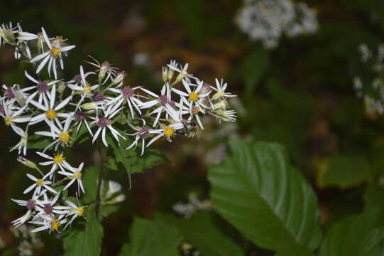 Image of white wood aster