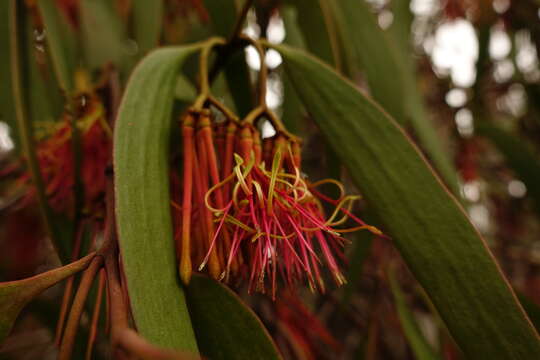 Amyema pendula subsp. pendula的圖片