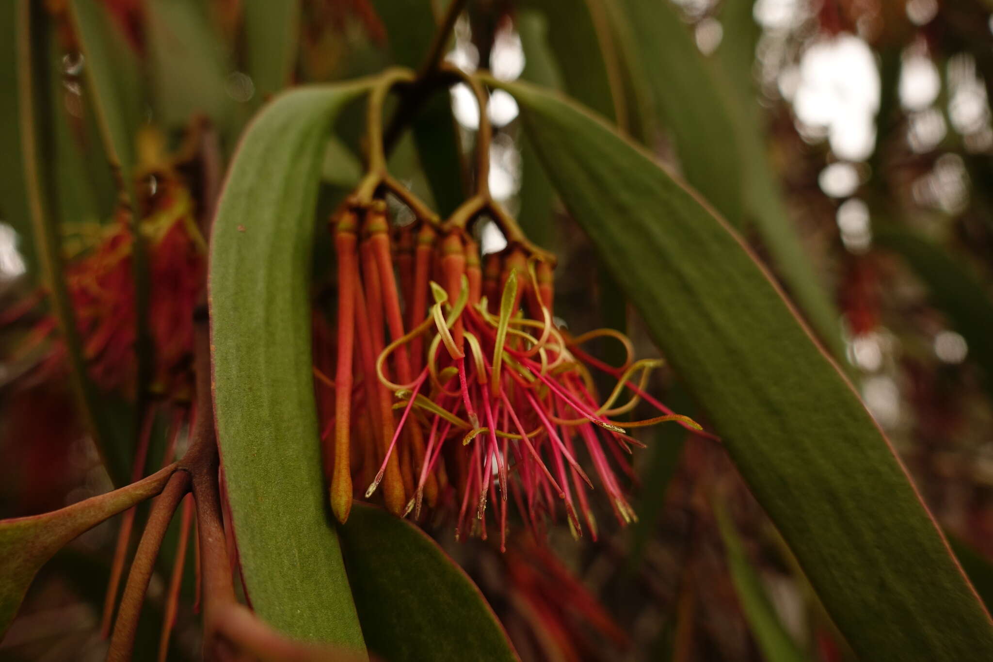 Imagem de Amyema pendula subsp. pendula