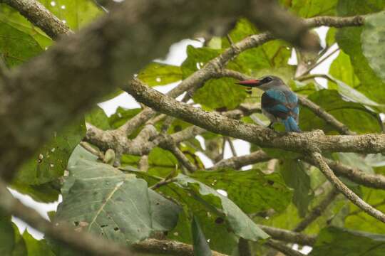 Image of Senegal Kingfisher