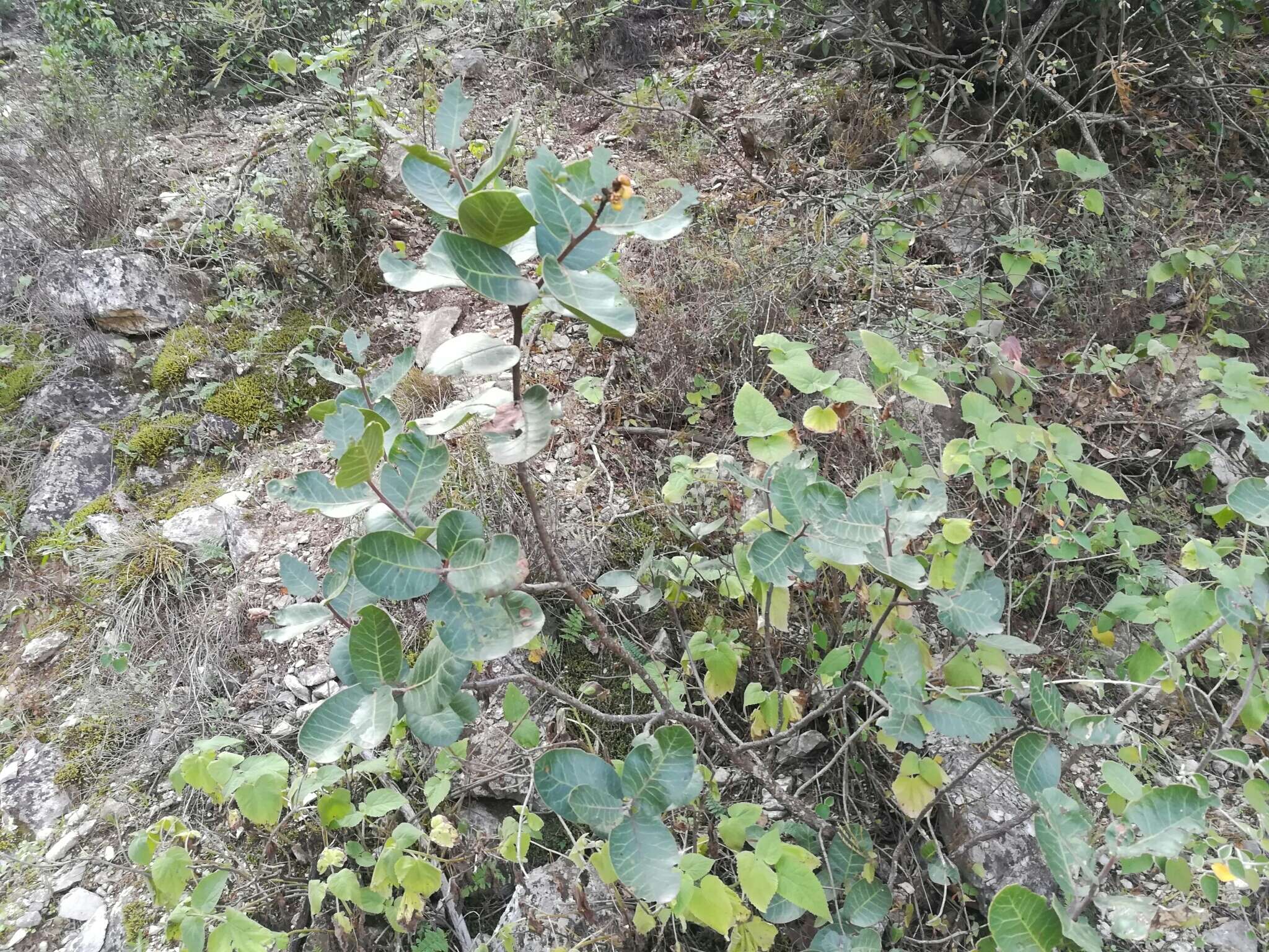 Image of Rhus muelleri Standl. & F. A. Barkley