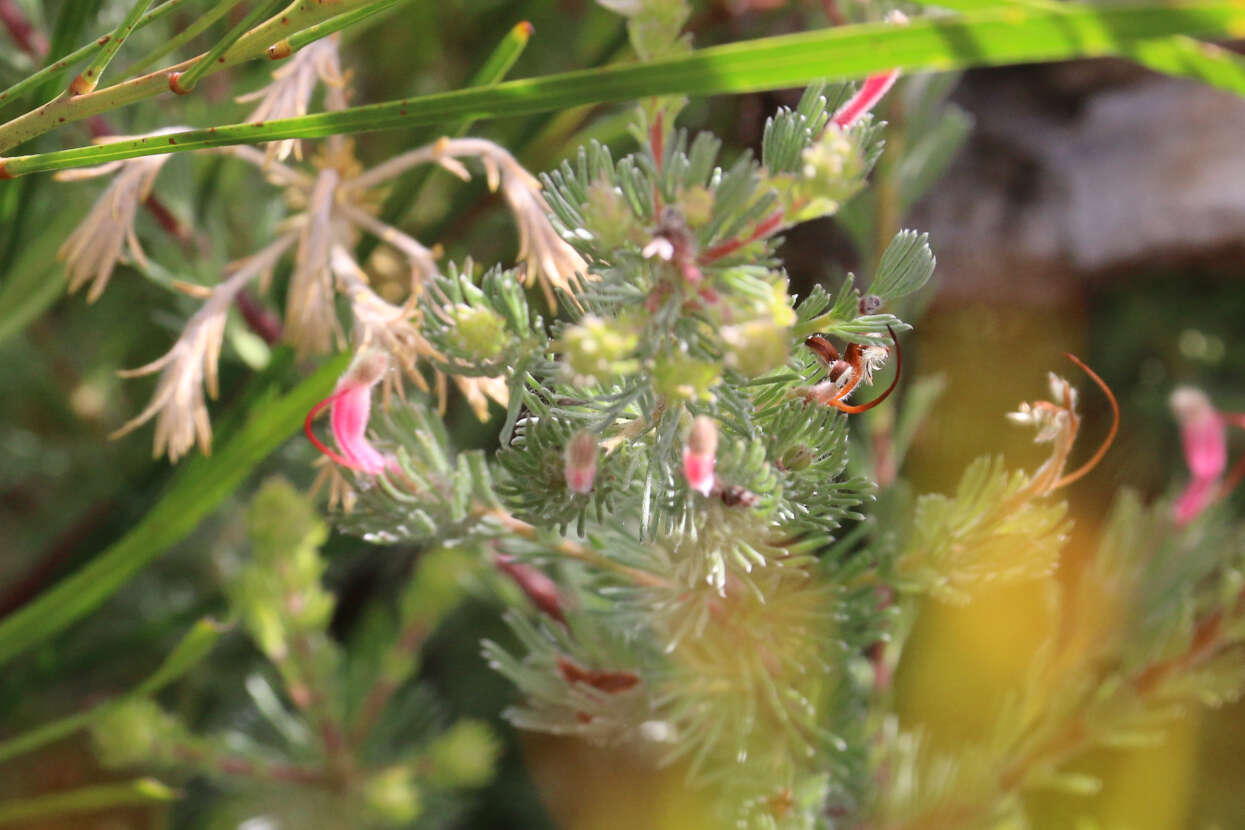 Image de Adenanthos macropodianus E. C. Nelson