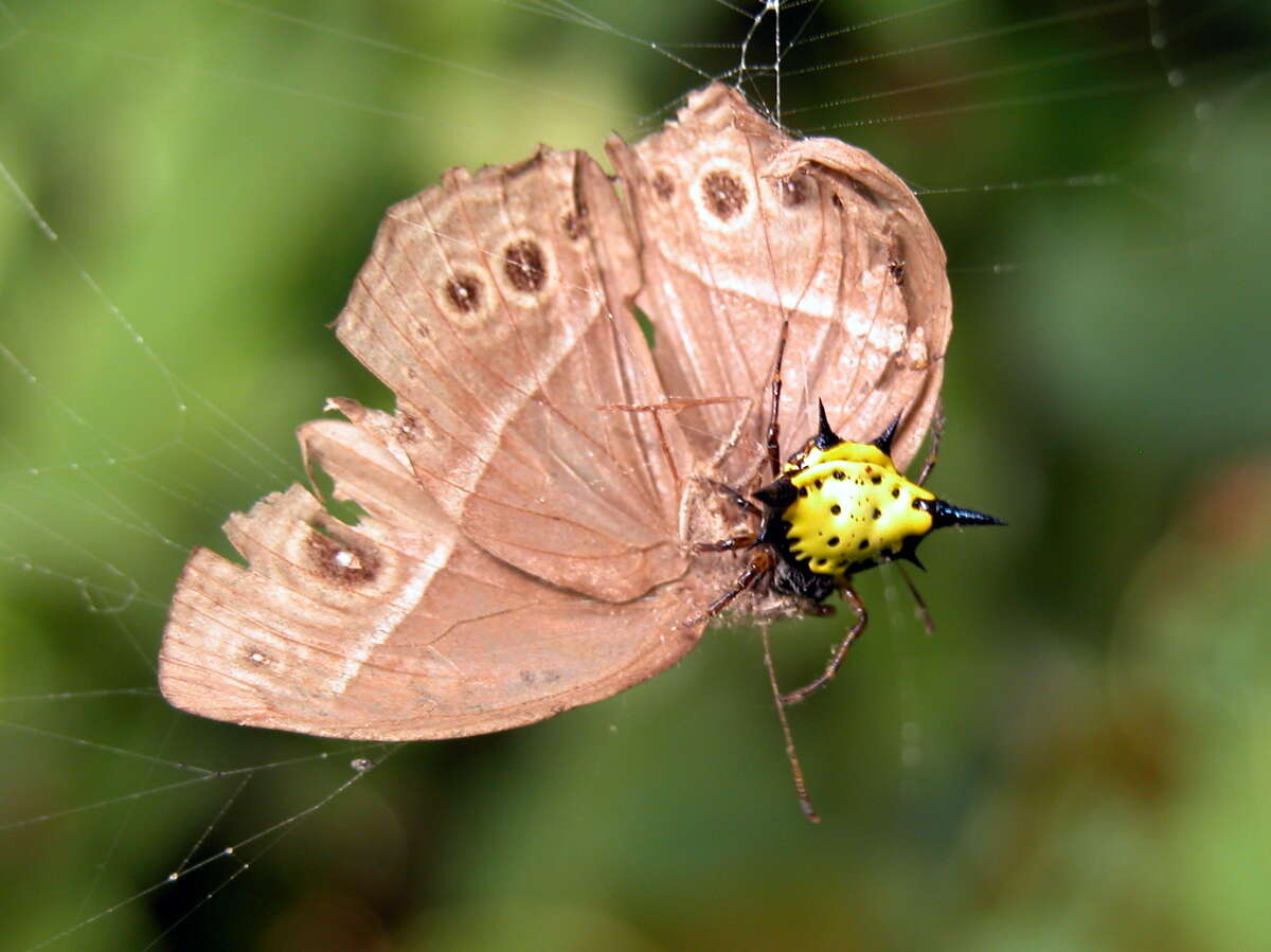 Image of Macracantha hasselti (C. L. Koch 1837) Macharoenboon, Siriwut & Jeratthitikul 2021