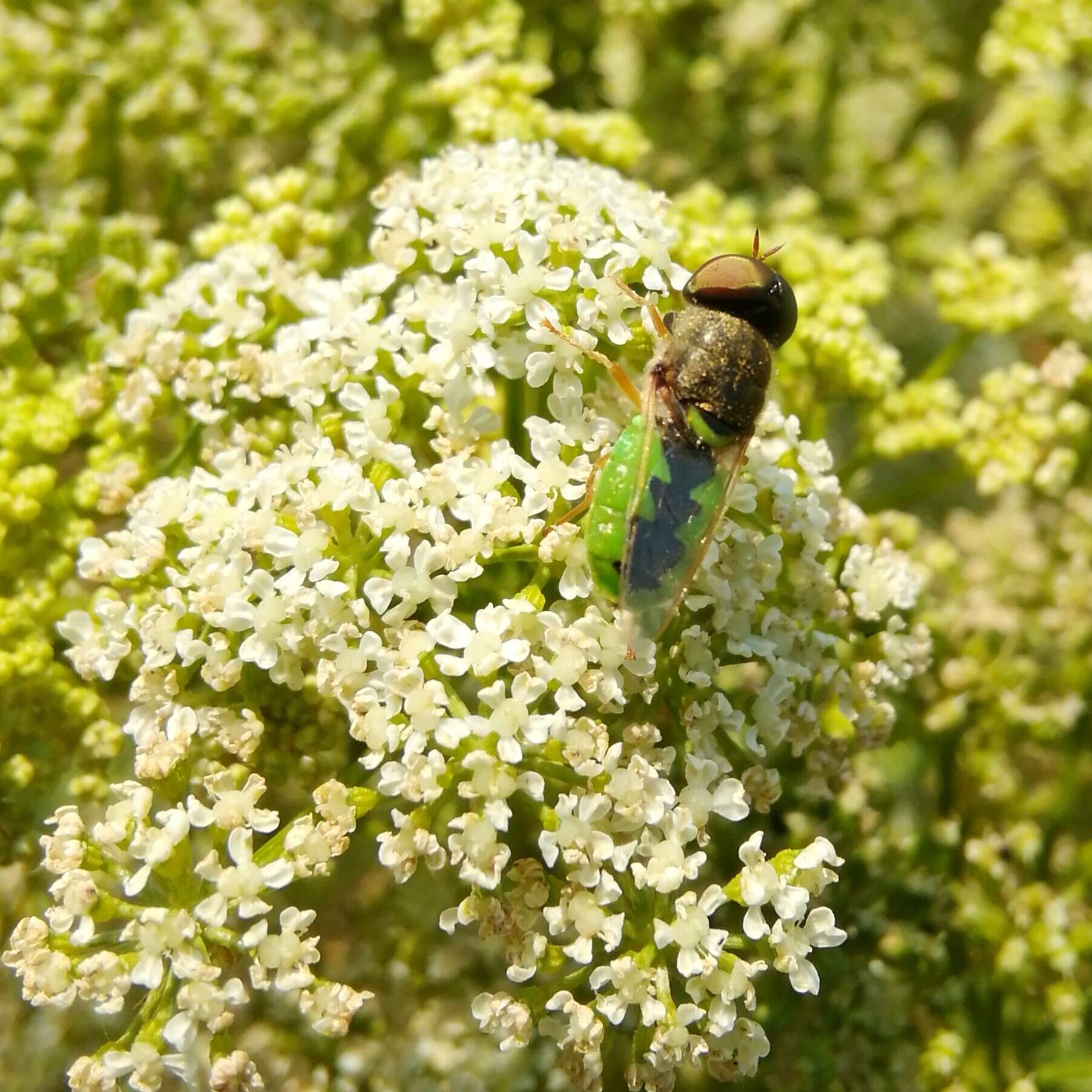 Image of Odontomyia angulata (Panzer 1798)