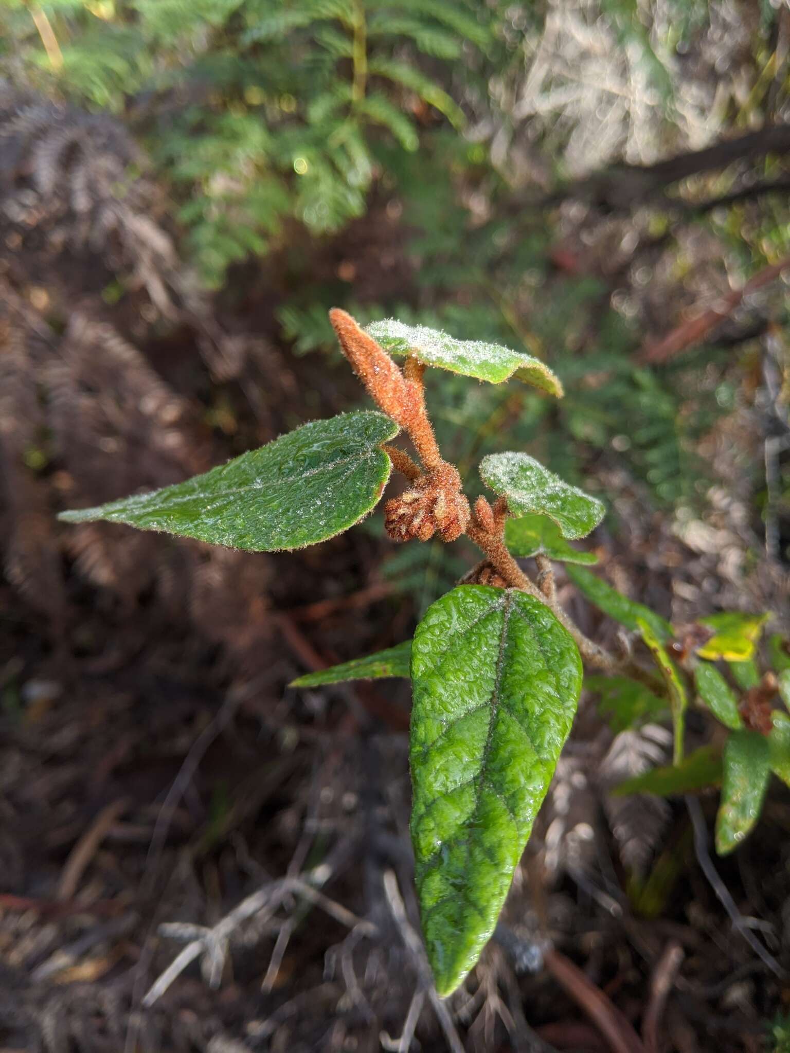 Imagem de Lasiopetalum macrophyllum R. Grah.