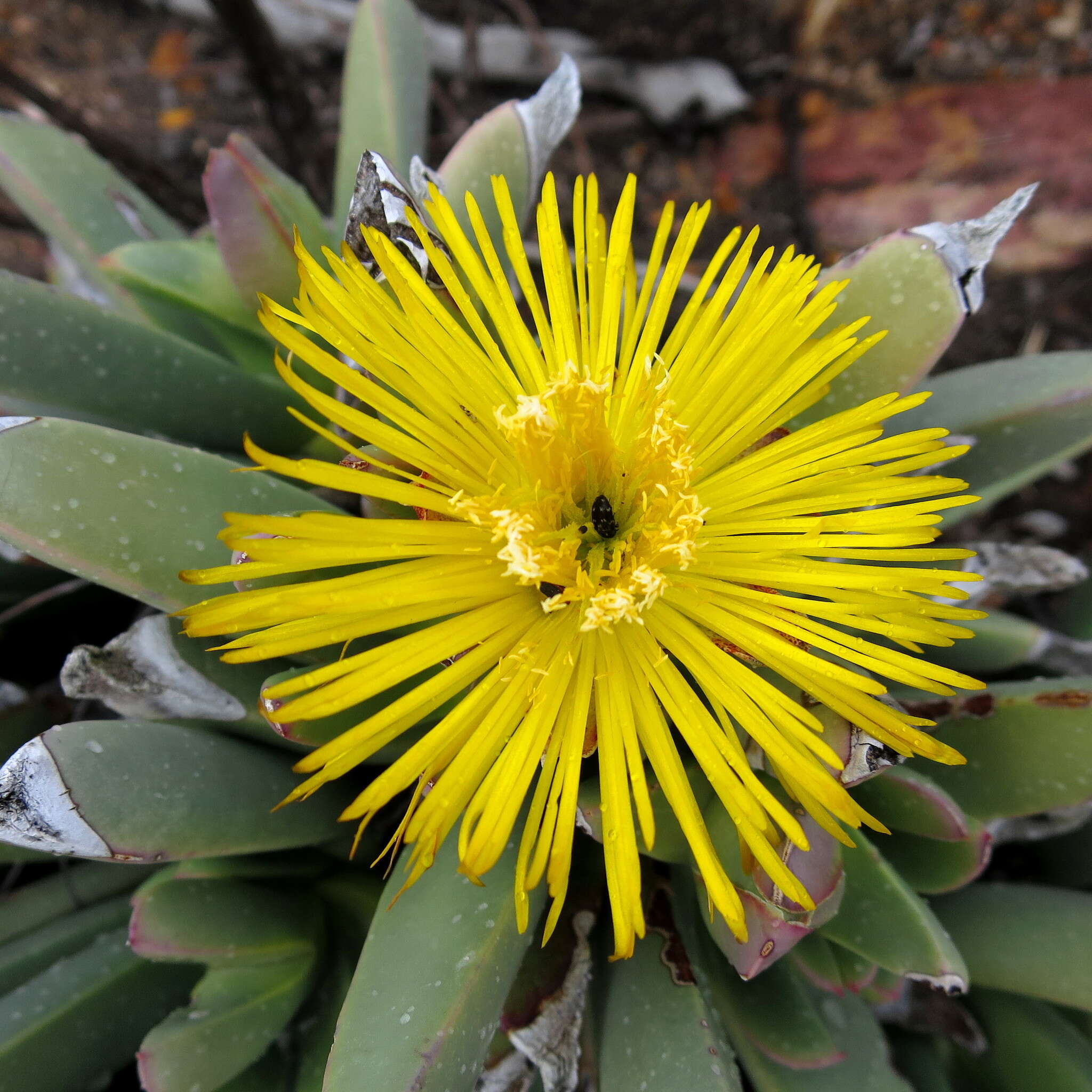 Image of Machairophyllum albidum (L.) Schwant.