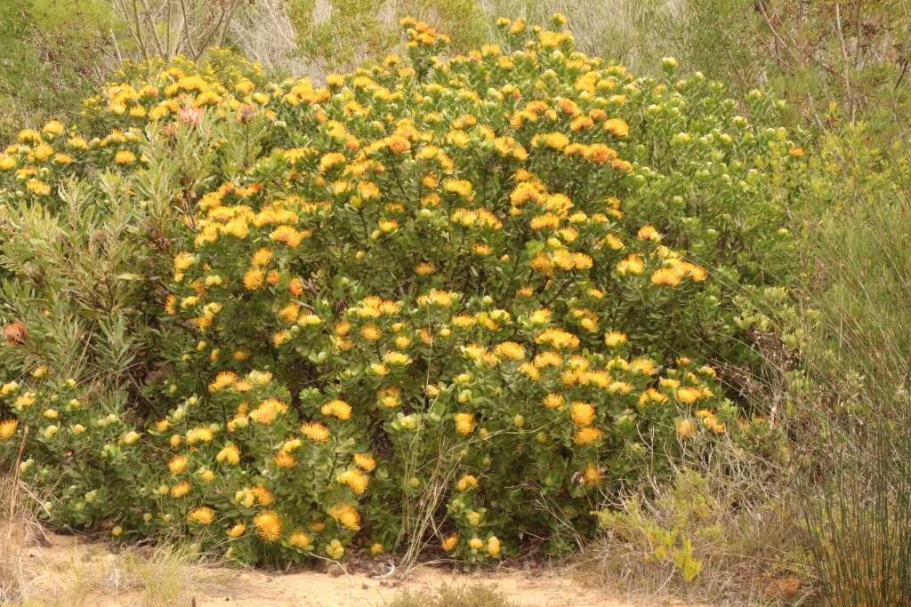 Image of Leucospermum praecox Rourke