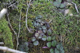 Image de Plectranthus strigosus Benth. ex E. Mey.