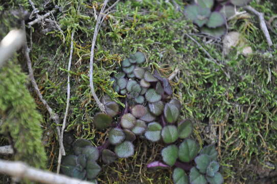 Image de Plectranthus strigosus Benth. ex E. Mey.