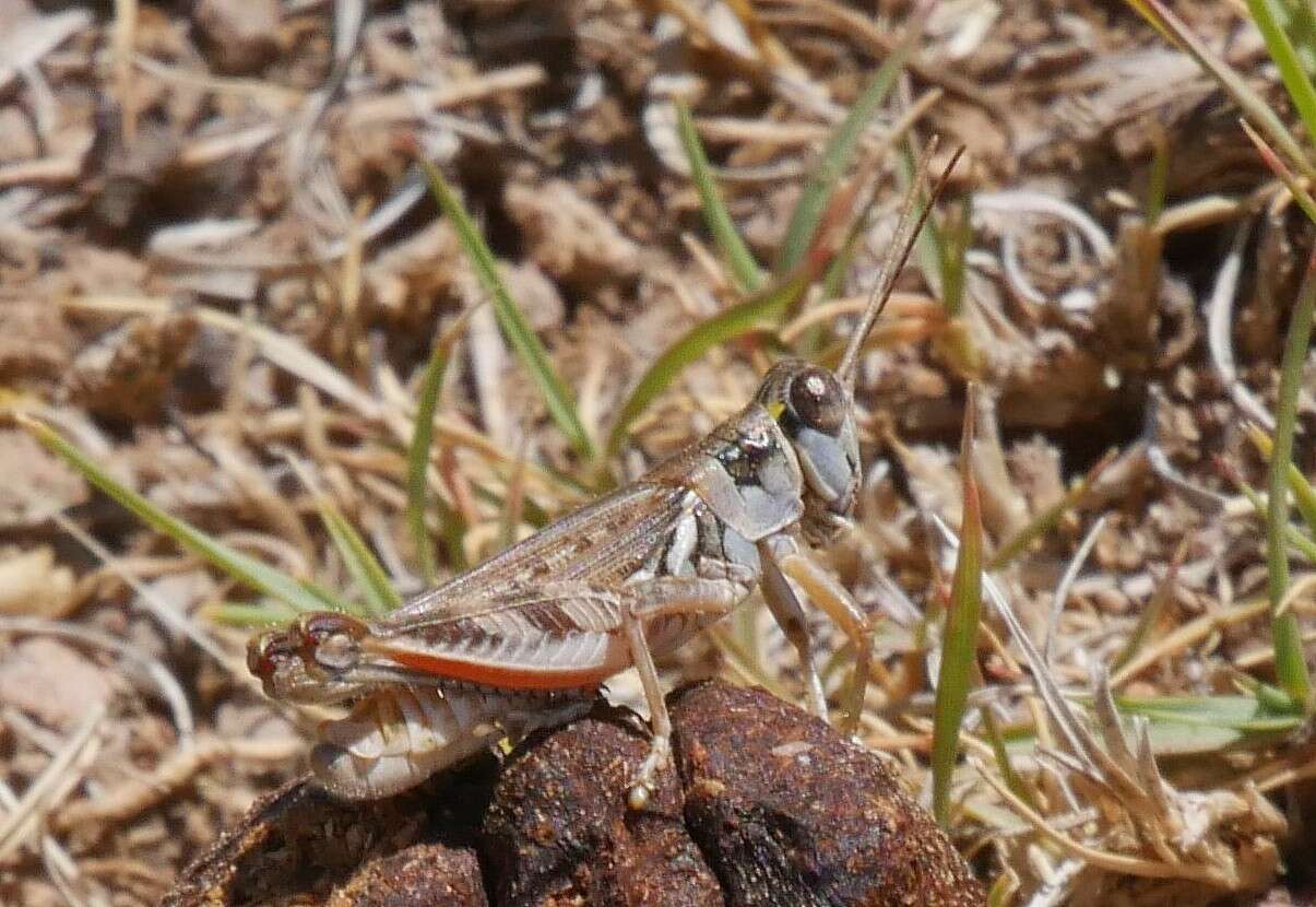 Image de Melanoplus occidentalis (Thomas & C. 1872)