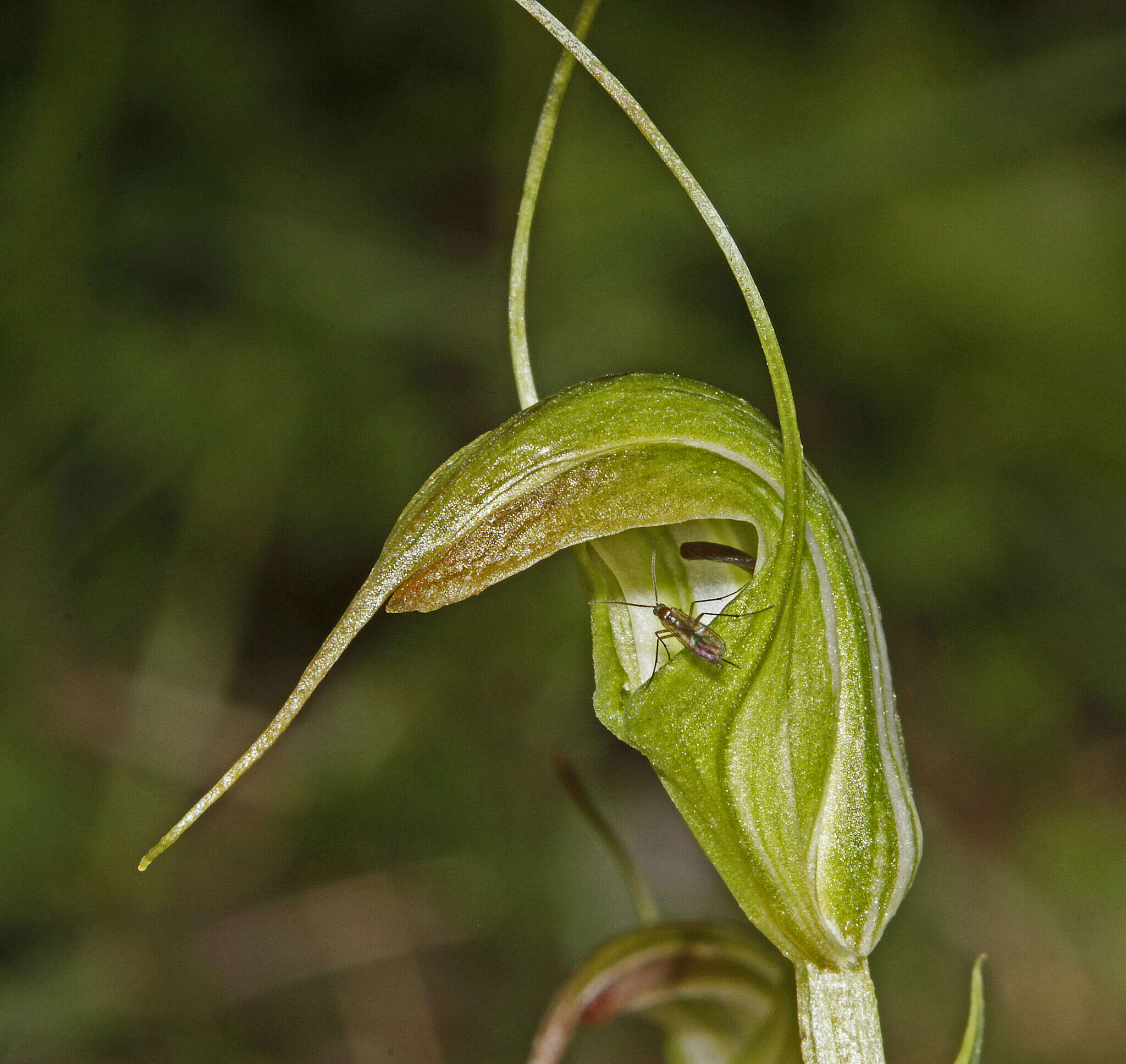 Image of Summer greenhood