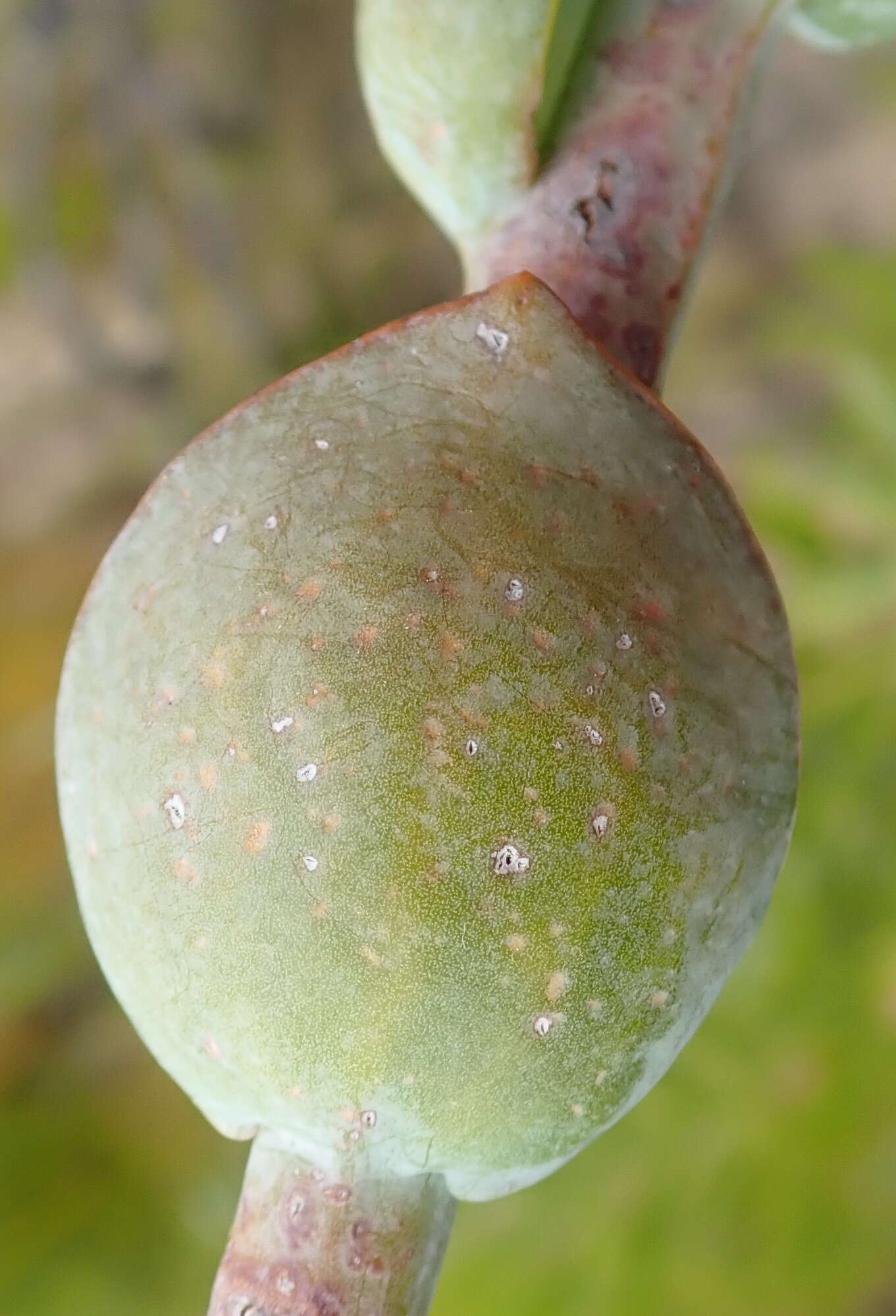 Image of Thesium euphorbioides Berg.