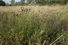 صورة Centaurea scabiosa subsp. scabiosa