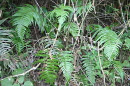 Sivun Blechnum occidentale L. kuva