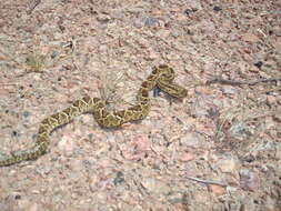 صورة Crotalus durissus terrificus (Laurenti 1768)