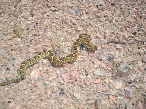 Image of Crotalus durissus terrificus (Laurenti 1768)