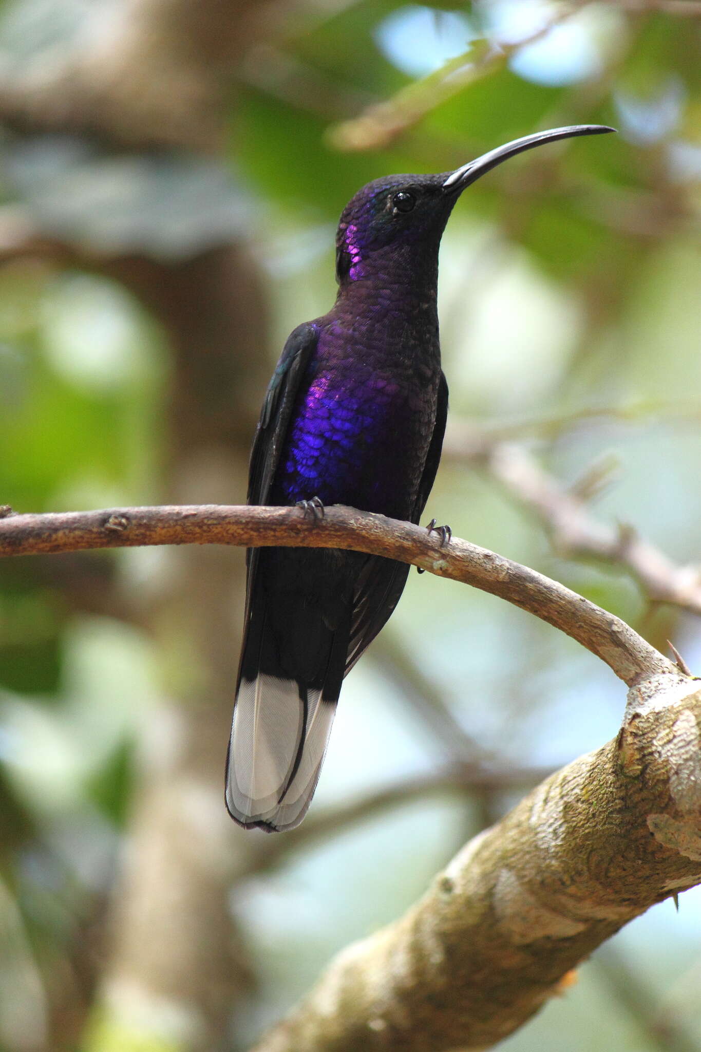 Image of Violet Sabrewing