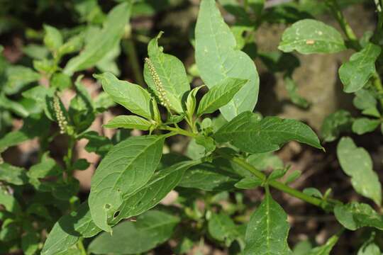 Image of tropical pokeweed