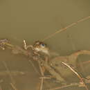 Image of Karez frog