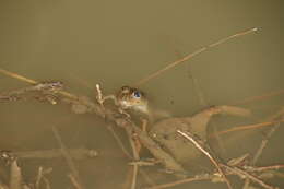 Image of Karez frog