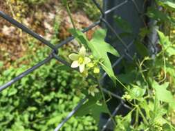 Image of white bryony