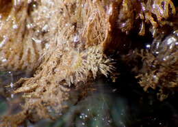 Image of Janolus anulatus Camacho-Garcia & Gosliner 2006