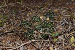 Image of Allicoche hedgehog cactus