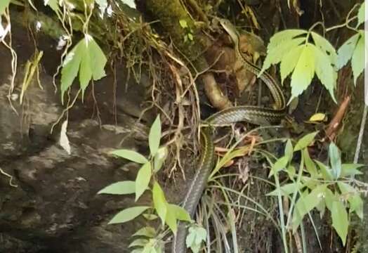 Image of Cantor's rat snake