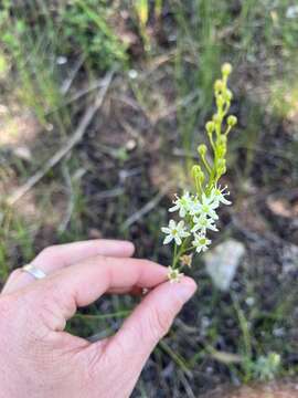 Image of White Sunnybell