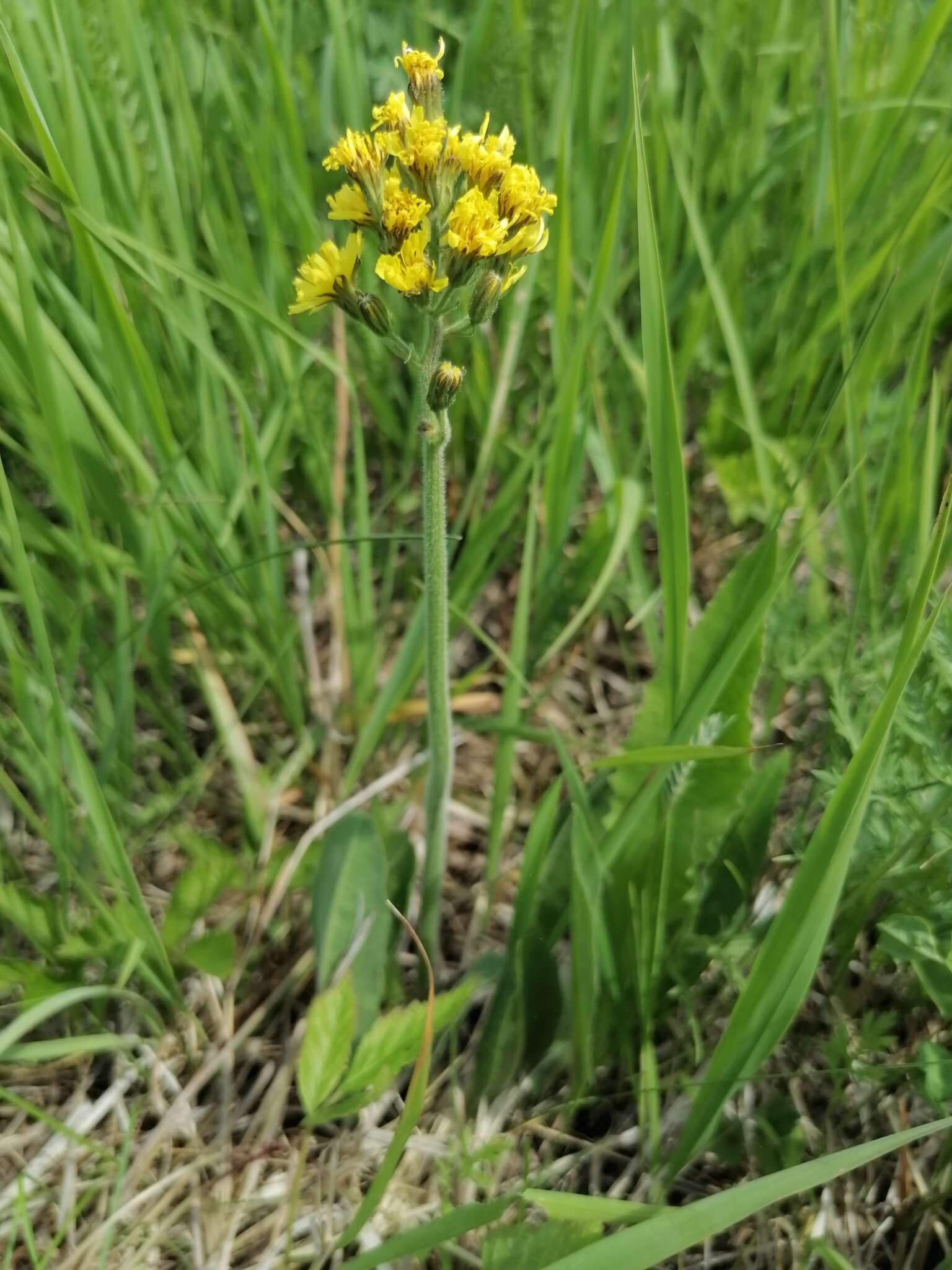 Image of Crepis praemorsa (L.) Tausch