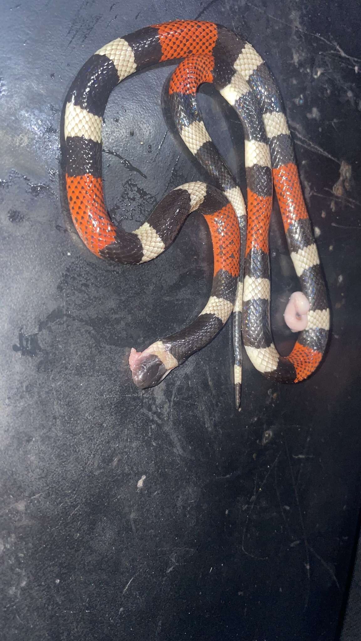 Image of Balsan Coral Snake