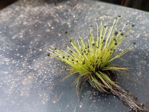 Image de Eriocaulon abyssinicum Hochst.