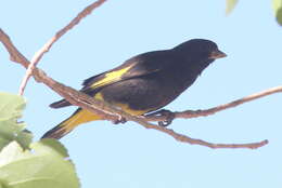 Image of Black Siskin