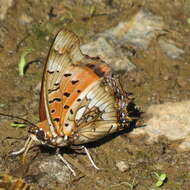 Image of Charaxes jahlusa Trimen 1862