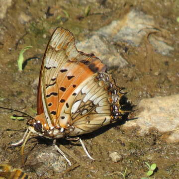 Charaxes jahlusa Trimen 1862的圖片