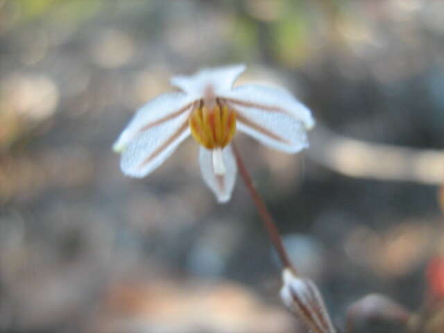 Image of Drimia albiflora (B. Nord.) J. C. Manning & Goldblatt