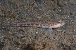 Image of Roule's Goby