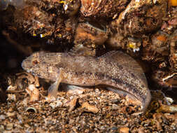 Image of Couch's Goby