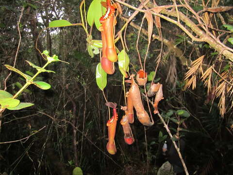 Image of Pitcher plant