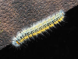 Image of grass eggar