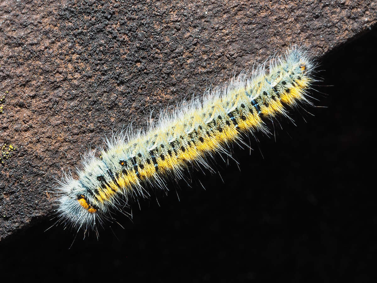 Image of grass eggar